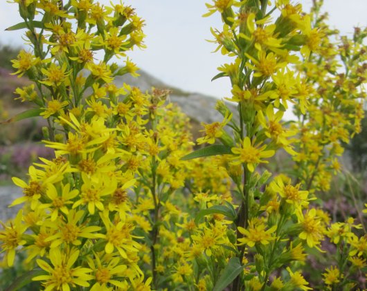 Echte Guldenroede (Solidago virgaurea). Foto: Frank Forster, Wikimedia Commons Echte Guldenroede (Solidago virgaurea). Foto: Frank Forster, Wikimedia Commons