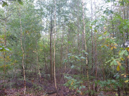 Pionier boomsoorten Amerikaanse vogelkers en berk samen opgegroeid. Amerikaanse vogelkers vrijgesteld voor kwaliteitshoutproductie (Foto Bart Nyssen) Pionier boomsoorten Amerikaanse vogelkers en berk samen opgegroeid. Amerikaanse vogelkers vrijgesteld voor kwaliteitshoutproductie (Foto Bart Nyssen)
