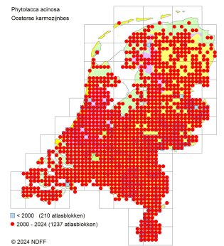Verspreidingskaart Oosterse karmozijnbes Verspreidingskaart Oosterse karmozijnbes