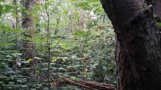 Inheemse verjonging onder volwassen Amerikaanse vogelkers; voornamelijk, esdoorn, lijsterbes, hazelaar en es. Amerikaanse vogelkers zelf ontbreekt vrijwel volledig (Foto Bart Nyssen) Inheemse verjonging onder volwassen Amerikaanse vogelkers; voornamelijk, esdoorn, lijsterbes, hazelaar en es. Amerikaanse vogelkers zelf ontbreekt vrijwel volledig (Foto Bart Nyssen)