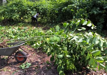 Uittrekken Uittrekken