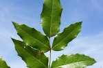 Bladeren van de mahonie (Berberis aquifolium) (Foto: Stefan.lefnaer, Wikimedia Commons, 2022)  Bladeren van de mahonie (Berberis aquifolium) (Foto: Stefan.lefnaer, Wikimedia Commons, 2022)