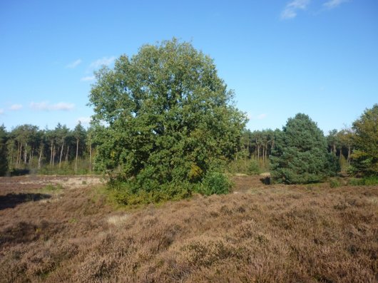 Verjonging van Amerikaanse vogelkers en vuilboom rond eik en den op de heide (Foto Bart Nyssen) Verjonging van Amerikaanse vogelkers en vuilboom rond eik en den op de heide (Foto Bart Nyssen)